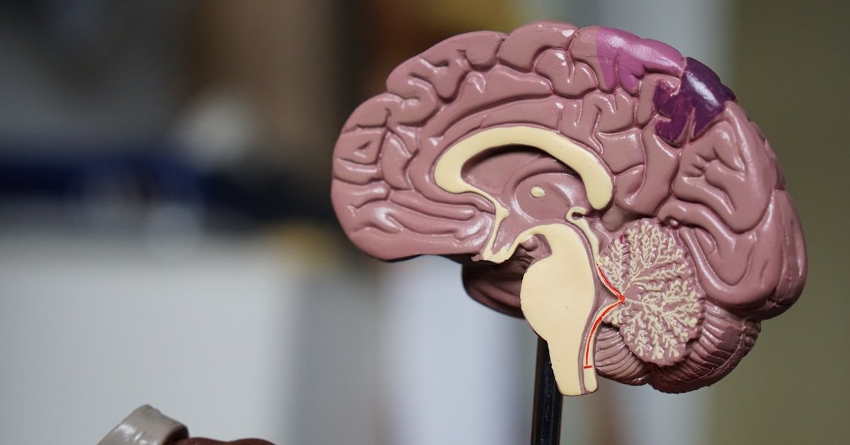 Keep Your Mind Sharp: The Real Science Behind Stopping Memory Decline After 50
